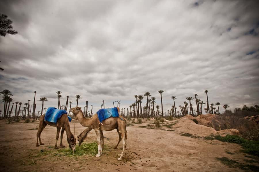 Marrakech Palmeraie 3-Hour Camel Ride - Key points to know before booking