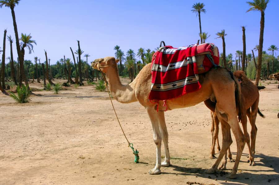 Marrakech Palmeraie 3-Hour Camel Ride - Mounting the camel and settling into the ride