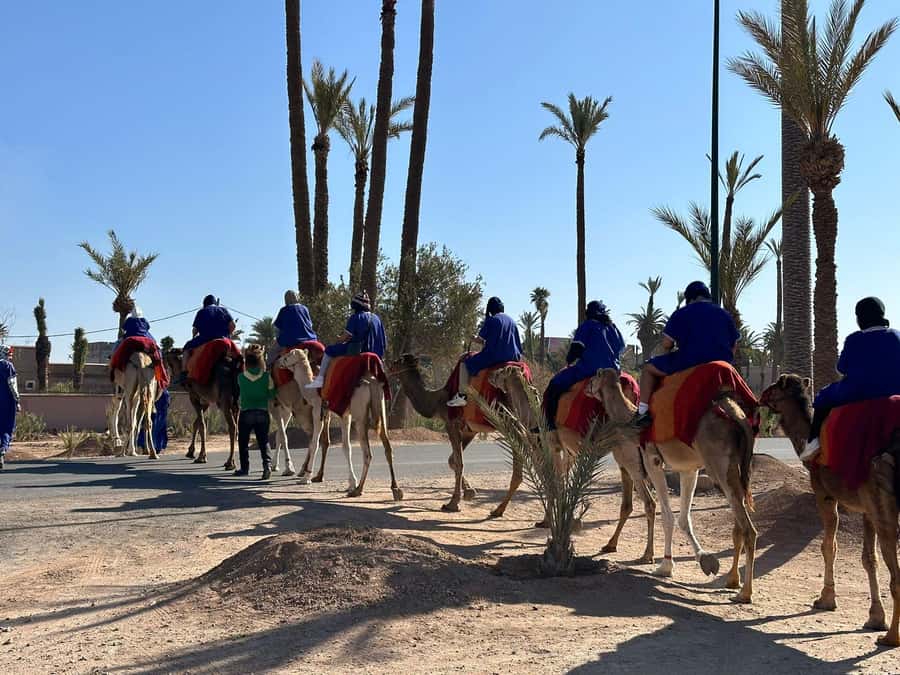 Marrakech Palmeraie Camel Ride Adventure - Key points to know before booking