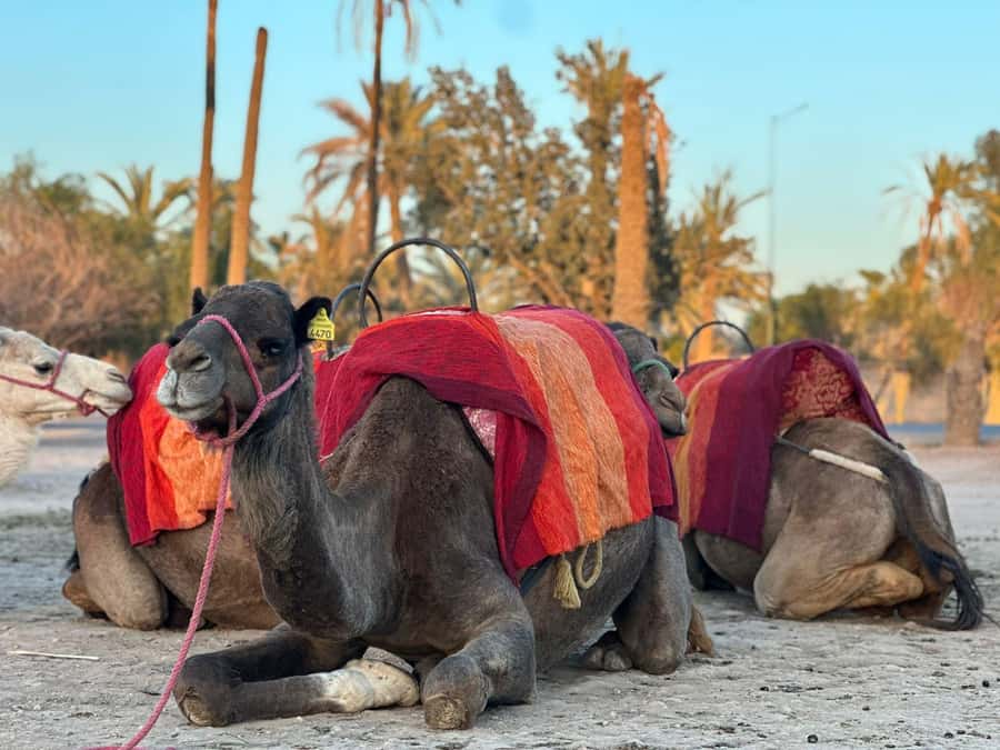 Marrakech Palmeraie Camel Ride Adventure - A few honest drawbacks