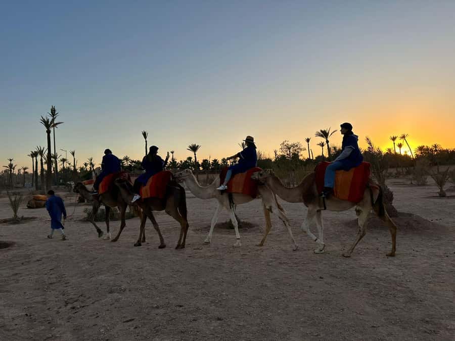 Marrakech Palmeraie Camel Ride Adventure - From Marrakech streets to the Palmeraie