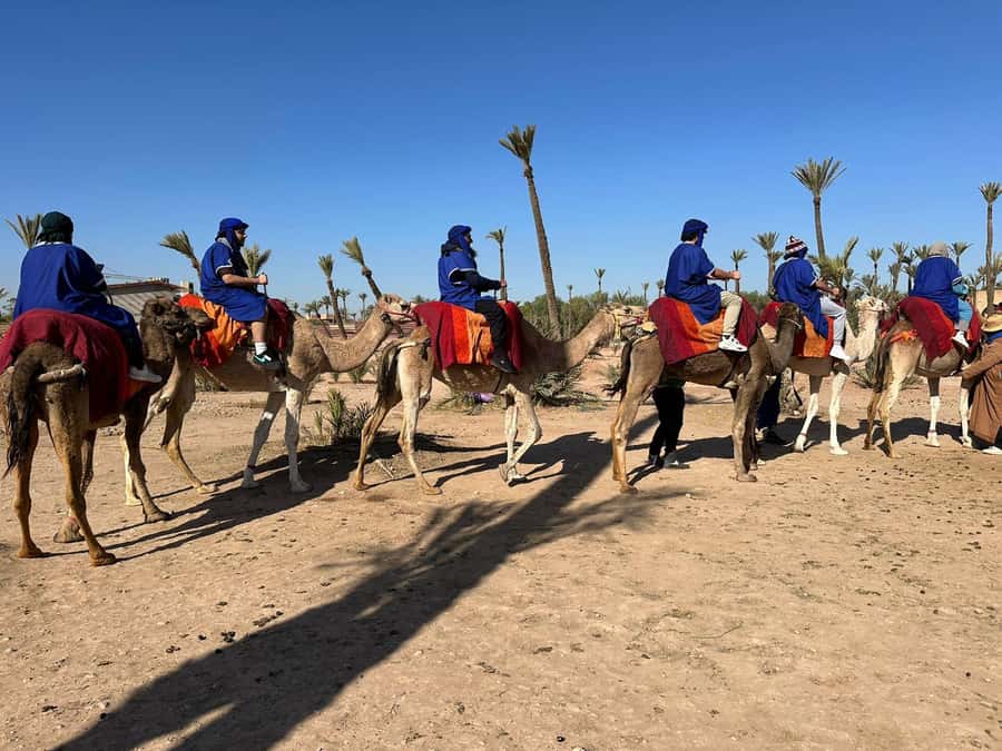 Marrakech Palmeraie Camel Ride Adventure - A 1.5-hour ride among palms and orange trees