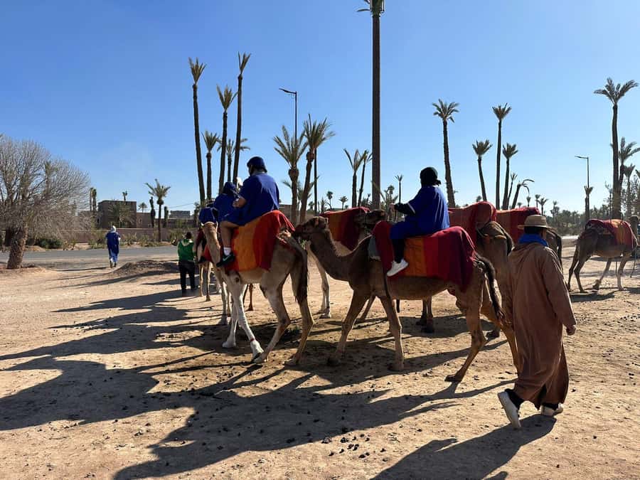 Marrakech Palmeraie Camel Ride Adventure - Preparing for the camel ride