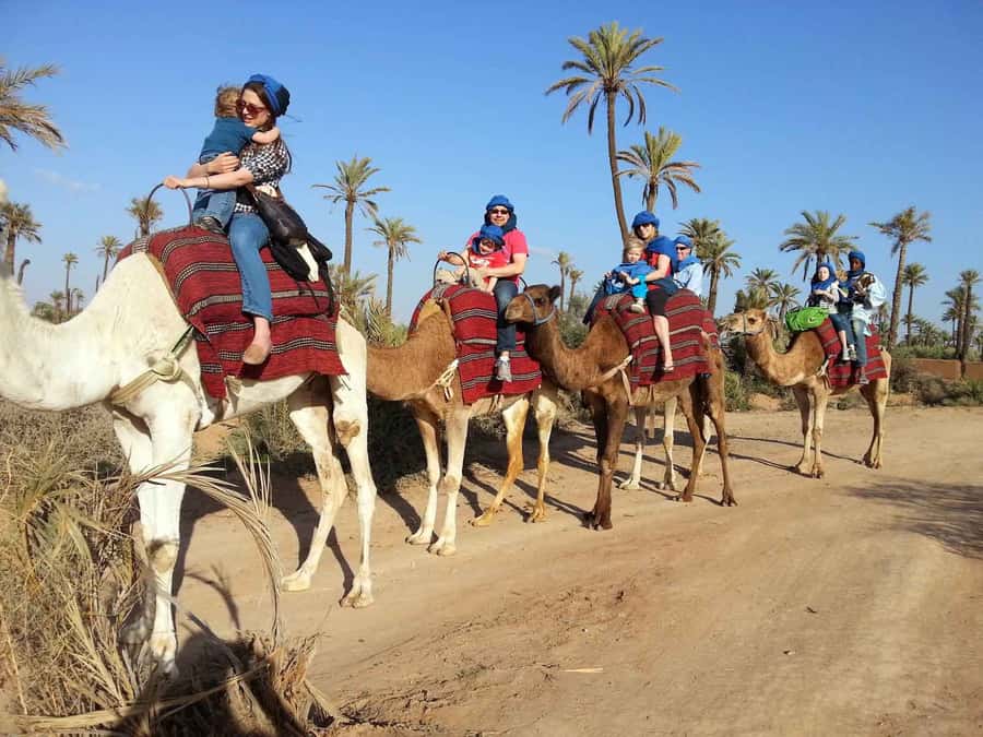 Marrakech Palmeraie: Camel Ride at Sunset - Meeting the camels and mounting safely