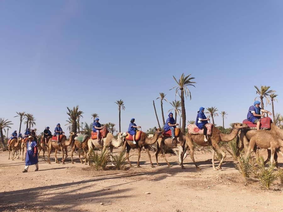 Marrakech Palmeraie: Camel Ride at Sunset - Mint tea after the ride