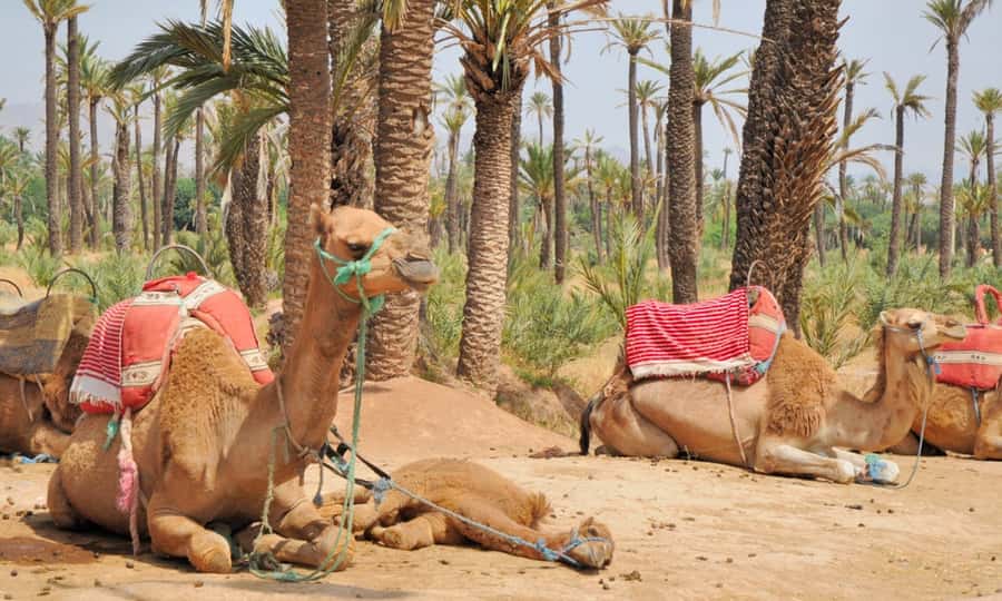 Marrakech Palmeraie: Camel Ride at Sunset - Is $20 good value?