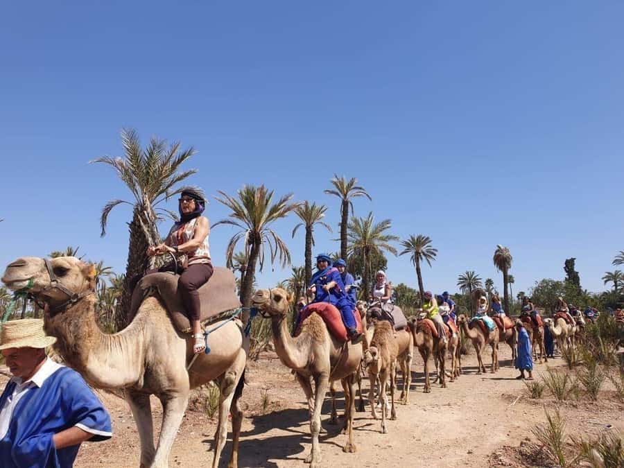 Marrakech Palmeraie: Camel Ride at Sunset - Timing, cancellations, and useful planning tips