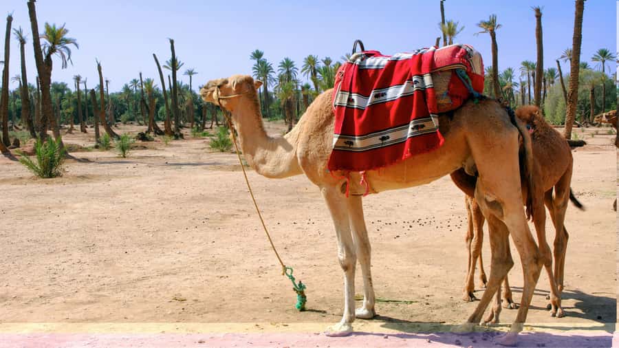 Marrakech Palmeraie: Camel Ride & Quad Bike Experience - Who will enjoy this Palmeraie outing most