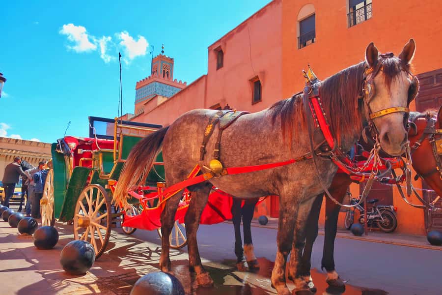 Marrakech: Private Half-Day City Highlights Tour - From French Gueliz to Hivernage