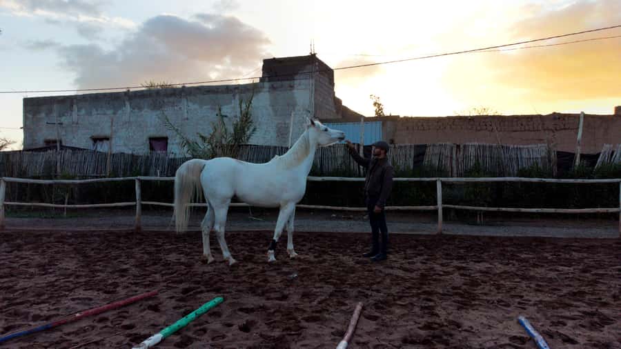 Marrakech: Private Horseback Tour in the Palm Grove with Tea - Riding under the palms and through olive groves
