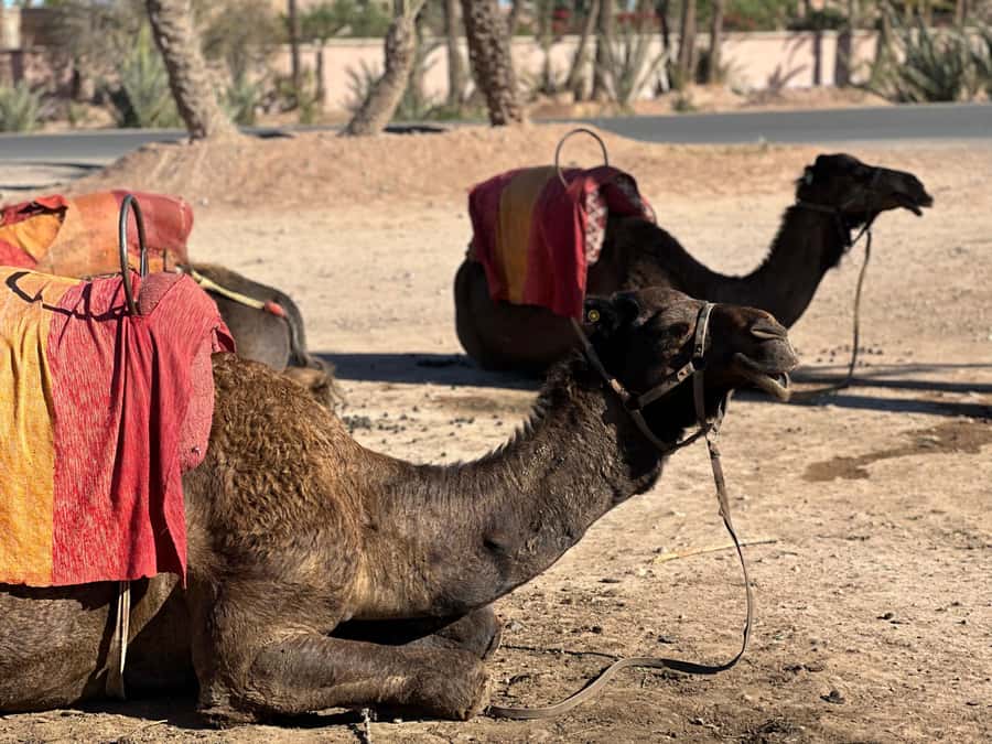 Marrakech: Quad Bike excursion at the sunset with Tea Break - Key points before you book