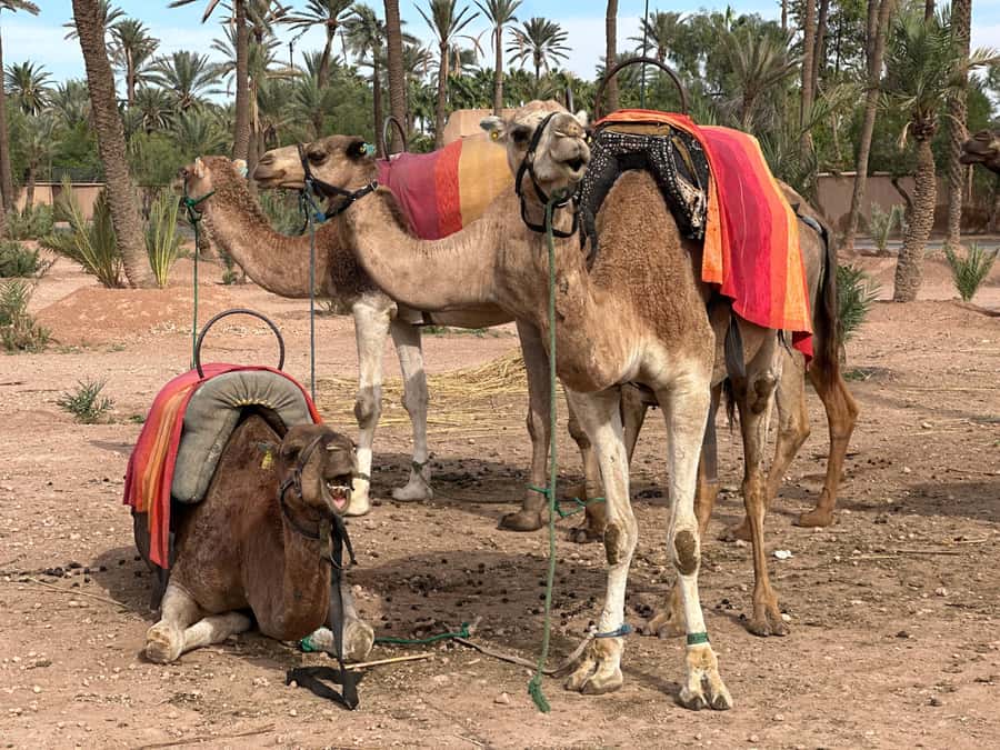 Marrakech: Quad Bike excursion at the sunset with Tea Break - Who should book this sunset outing?