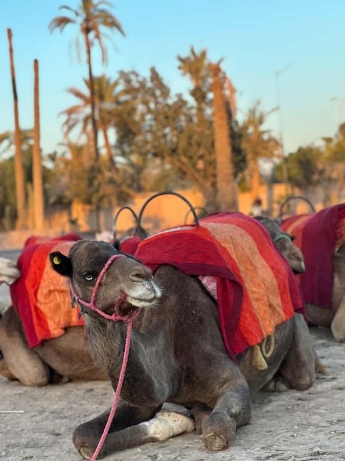 Marrakech:quad excursion at Jbilet desert with Moroccan tea - Riding through the palm grove