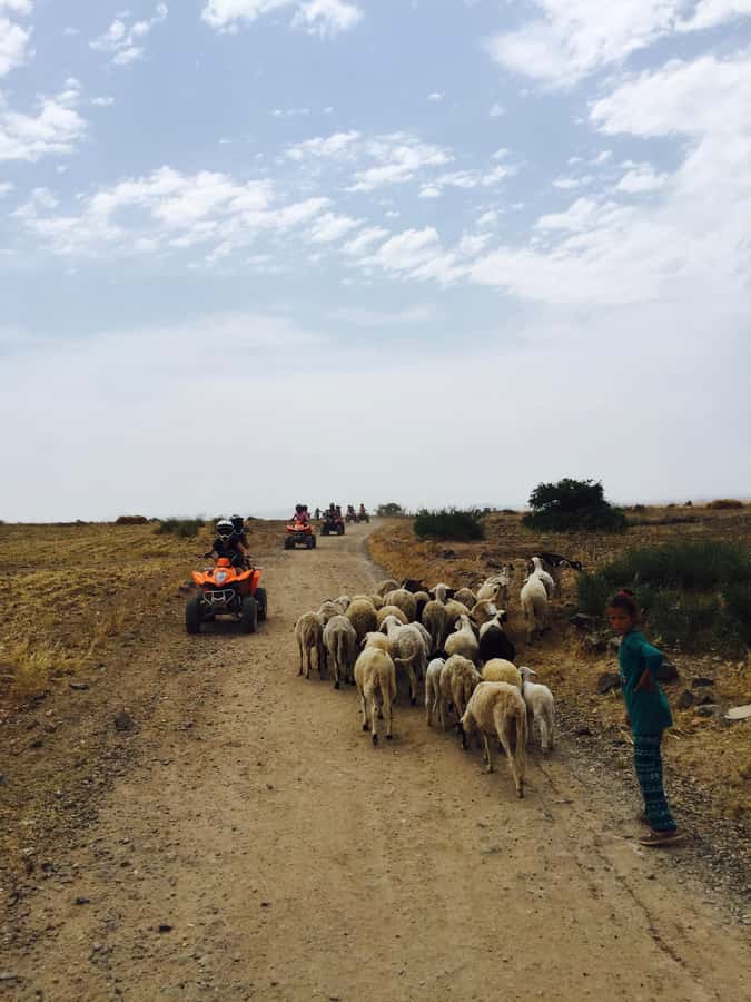 Marrakech: Quad Tour in Jbilets Desert with Palm Grove - Shared quad or private machine?
