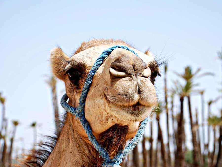 Marrakech: Sunset Camel Ride in Palmeraie - Mint tea and time with a Berber family
