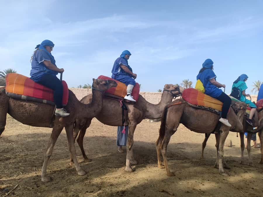 Marrakech: Sunset Camel Ride in the Palmeraie - Should you book this Palmeraie camel ride?