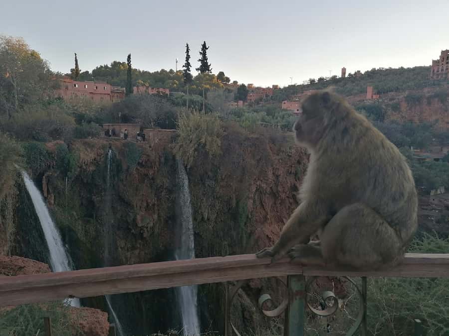 Marrakech to Ouzoud waterfalls day tour - Guide & boat ride - Who will enjoy this Ouzoud day trip most?