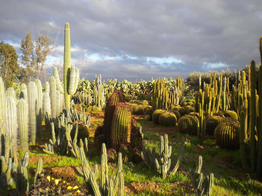 Marrakesh: Cactus Thiemann Entry Ticket - Key details before you go