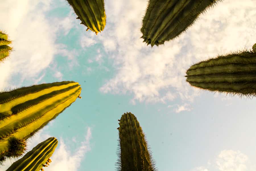 Marrakesh: Cactus Thiemann Entry Ticket - Why a cactus garden belongs on your Marrakesh list