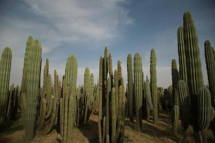 Marrakesh: Cactus Thiemann Entry Ticket - The 150-species collection