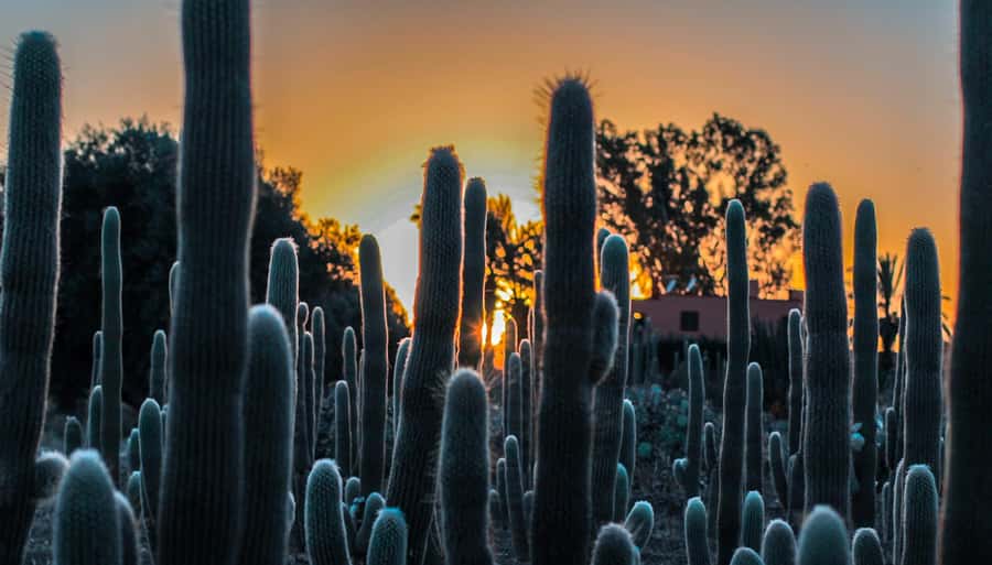 Marrakesh: Cactus Thiemann Entry Ticket - The nine-meter cactus forest