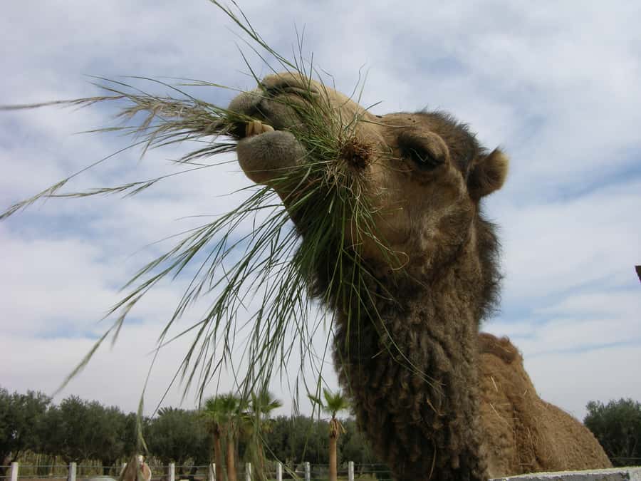 Marrakesh: Cactus Thiemann Entry Ticket - Getting there from Marrakesh