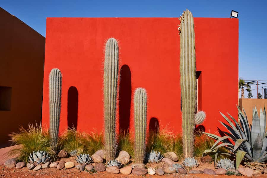 Marrakesh: Cactus Thiemann Entry Ticket - Who will enjoy Cactus Thiemann most