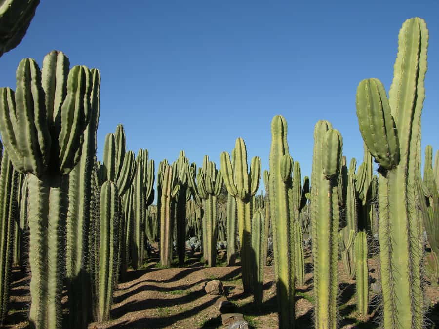Marrakesh: Cactus Thiemann Entry Ticket - Entering the seven-hectare cactus garden
