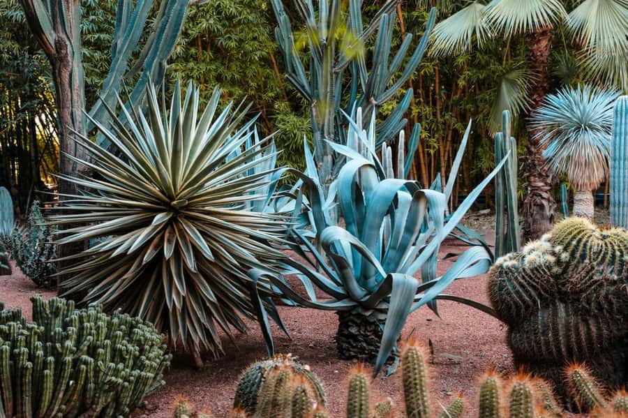 Marrakesh: Majorelle Garden Entry Tickets - Key points before you book