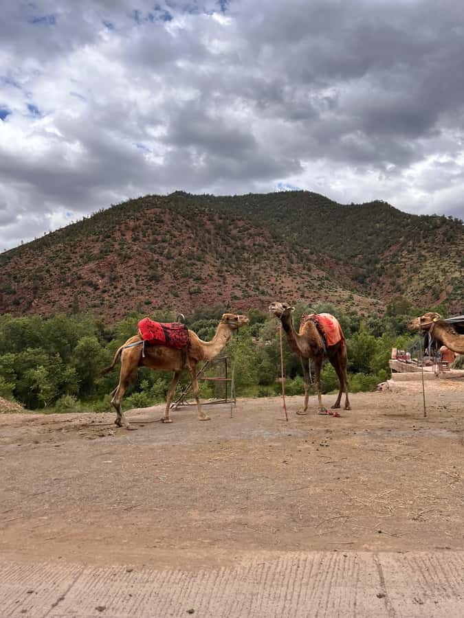 Marrakesh: Ourika Valley & Atlas Mountains Day Trip + Lunch - Argan oil and the women’s cooperative