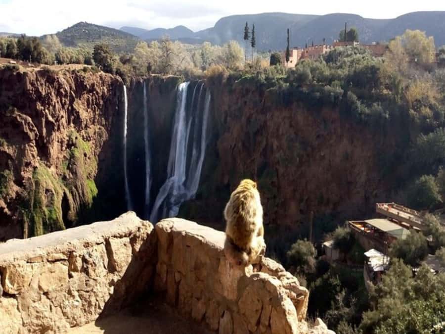 Marrakesh: Ouzoud Waterfalls Trip with Hike & Boat Option - Monkeys, olive trees, and a word of caution