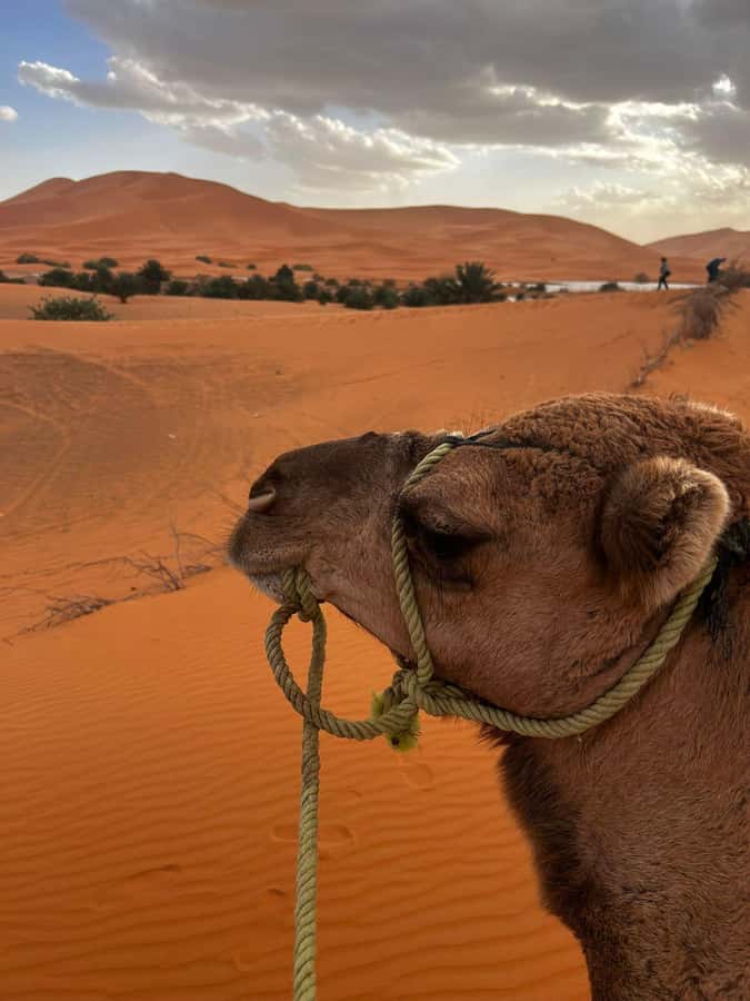 Merzouga Overnight Stay in a Berber Tent and Camel Ride - The late-afternoon camel ride across the dunes
