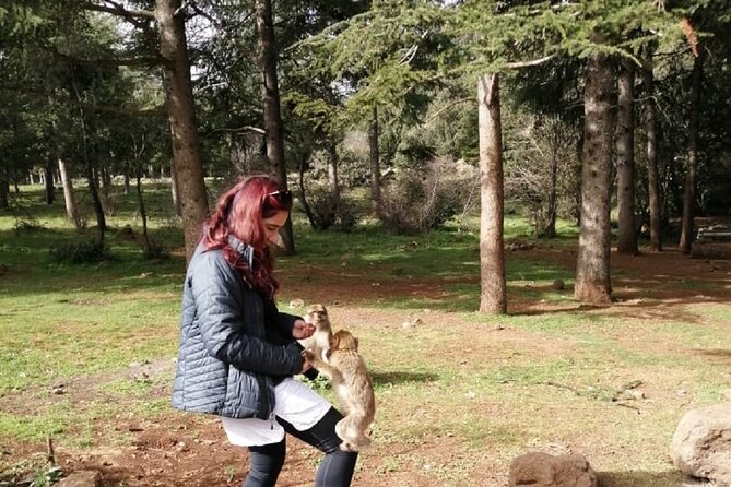 Middle Atlas Mountains, Cedar Forest and Azrou Day Trip from Fez - Cedar forests and the famous magot monkeys