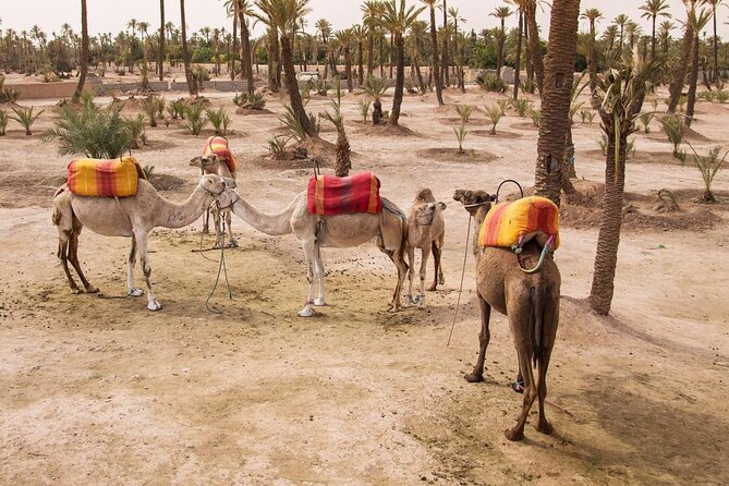 Morning Flight Over Marrakech with Hot Air Balloon Flight - What makes this Marrakech balloon ride worth considering