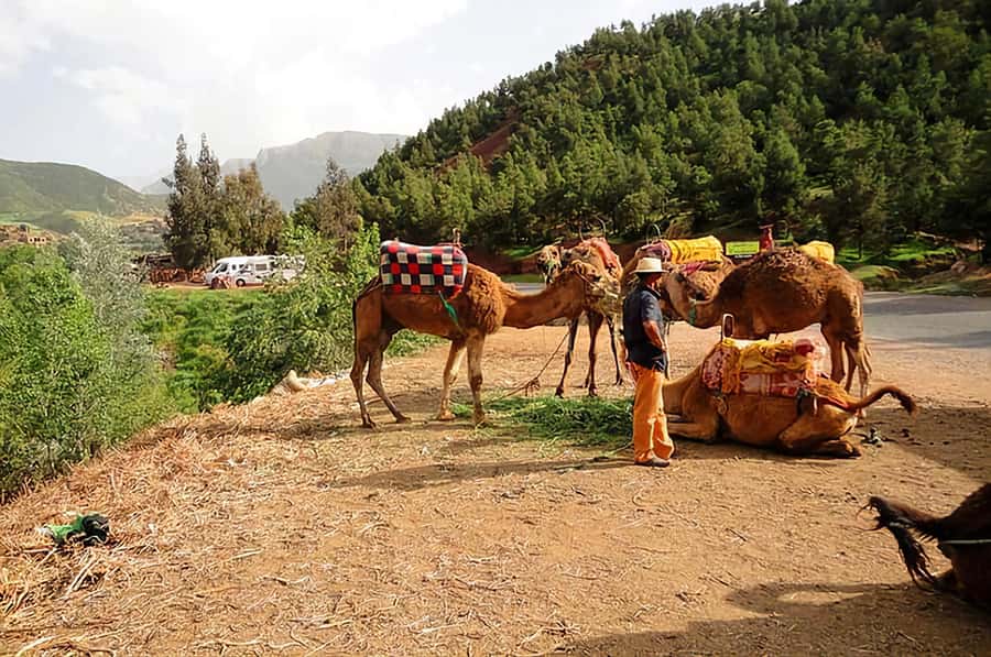Ourika Valley, Atlas Mountains, Waterfalls & Guided Tour - Who should book this Ourika Valley trip?