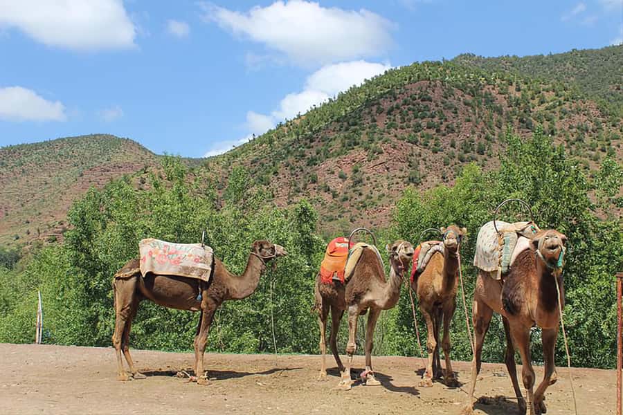 Ourika Valley, Atlas Mountains, Waterfalls & Guided Tour - Following the Ourika River to Setti Fatma