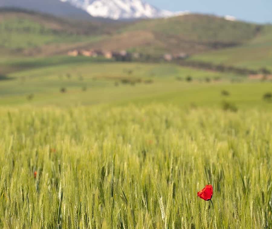Ourika Valley: Quad Biking,Camel Riding,and Hiking Adventure - Seeing argan oil made at a cooperative