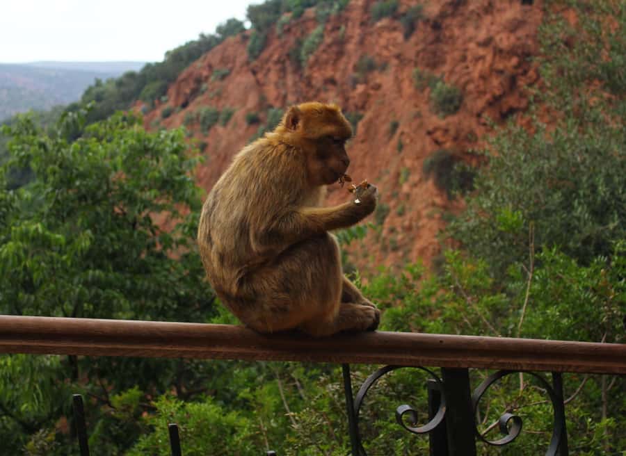 Ouzoud Waterfalls: Day Trip from Marrakech - Monkeys, Paths, And Rural Morocco