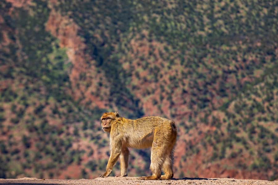 Ouzoud Waterfalls: Day Trip from Marrakech - Is $22 Good Value For Ouzoud?