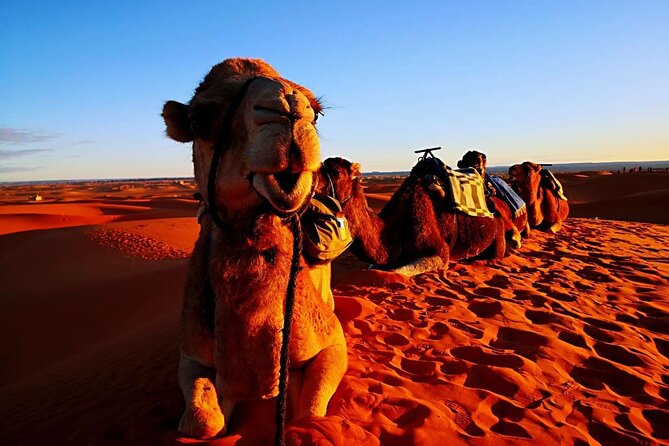 Private 3 Day Luxury Desert Tour from Fez to Marrakech - What the guide and private format add