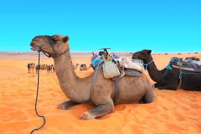 Private Driver for a full day in Marrakech - What your driver can and cannot do