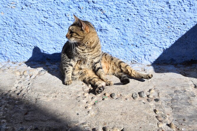 Private Full Day Trip To Chefchaouen From Fez - Cemetery, Kasbah, and Place Outa el Hammam