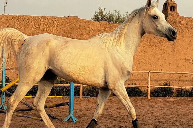 Private horseback ride in the Palmeraie of Marrakech - Reaching the stables from Marrakech