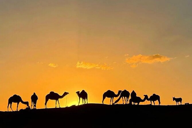Quad Bike & Camel Ride & Dinner Show In Agafay Desert - The Argan Oil Stop: Useful, But Not The Main Event