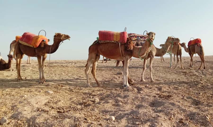 Quad bike & Camel ride in Agafay with dinner at Chouf L’or - Key points before you book