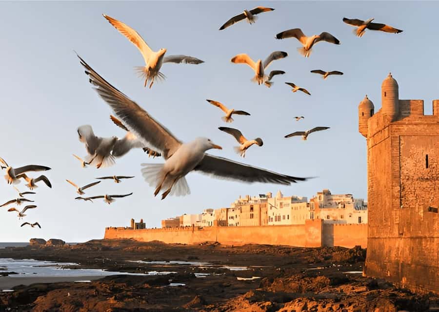 Small-Group Day Trip from Marrakech to Essaouira Mogador - Key points before you book