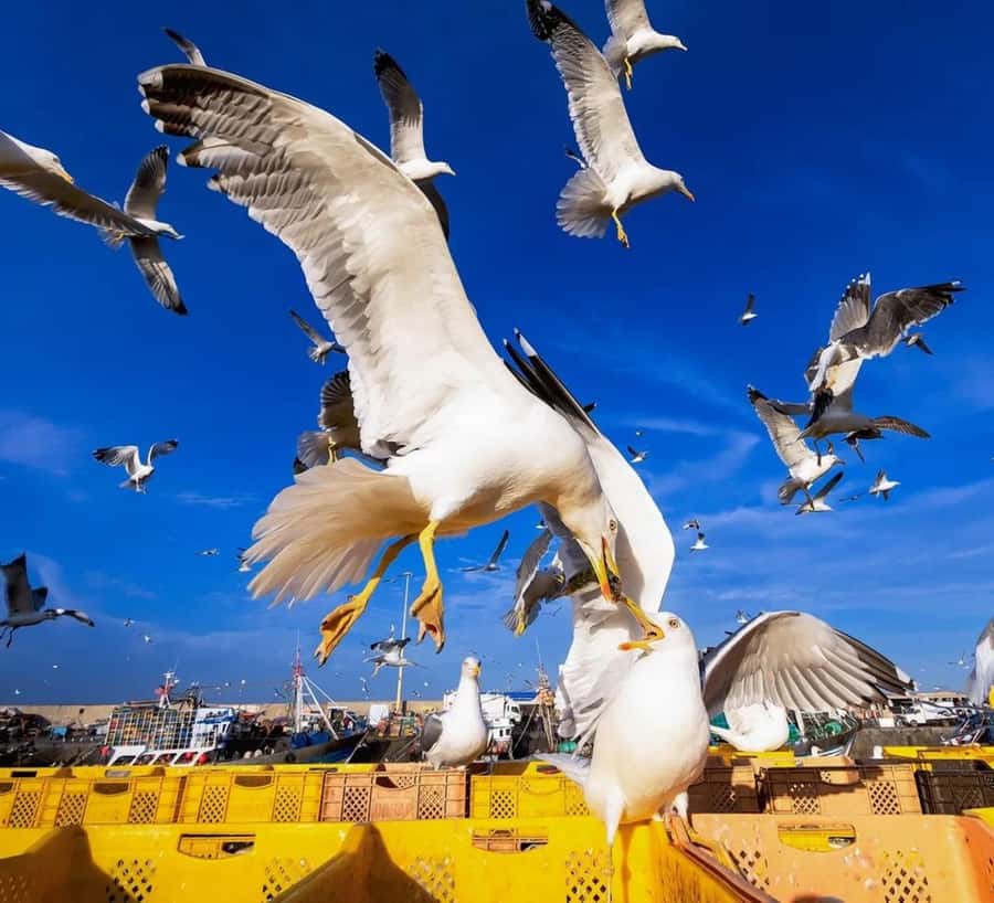 Small-Group Day Trip from Marrakech to Essaouira Mogador - Four hours among Essaouira’s walls and waves