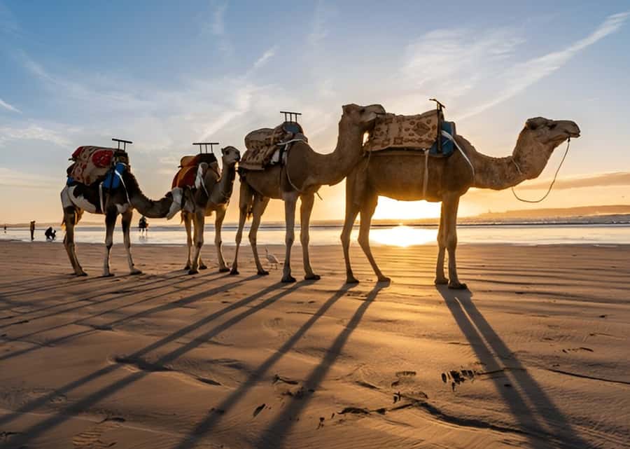 Small-Group Day Trip from Marrakech to Essaouira Mogador - The return drive through Chichaoua