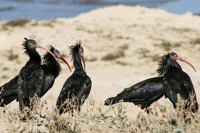 Souss Massa National Park Half Day Trip from Agadir - Expect more than birds in the protected area