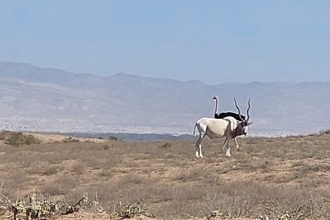 Souss Massa National Park Half Day Trip from Agadir - Tifnit brings the Atlantic coast into the picture